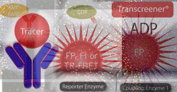 Image: The Transcreener HTS Assays (Photo courtesy of BellBrook Labs).